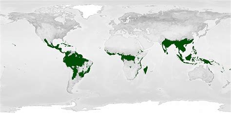 Rainforest: Mission: Biomes