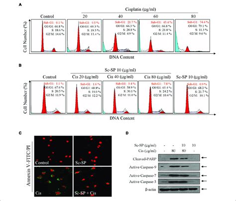 Selenium Sp Reverses Cisplatin Induced Apoptosis In Mc3t3 E1 Cells