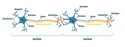 Neuron network example diagram, vector illustration - VectorMine