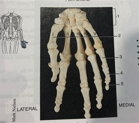 Right Hand And Wrist Diagram Quizlet