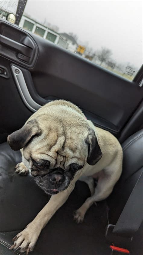 Evie Loves Jeep Rides R Pugs