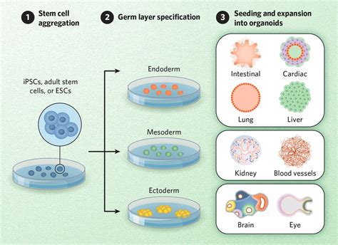 What Are Organoids And How Are They Made The Scientist Magazine