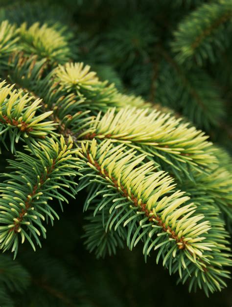 Photo #48686 | Picea pungens 'Sunshine' | plant lust