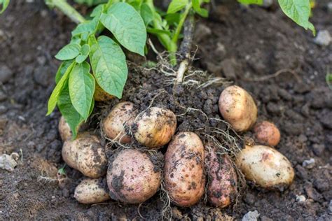 Batata Inglesa É Raiz - Caule - Tubérculo em planta de batata-inglesa - Escola Educação