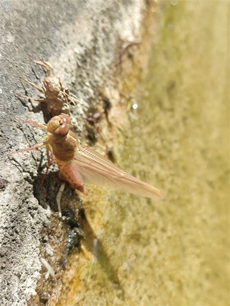 Dragonfly Insect Flying Foto Gratis En Pixabay Pixabay