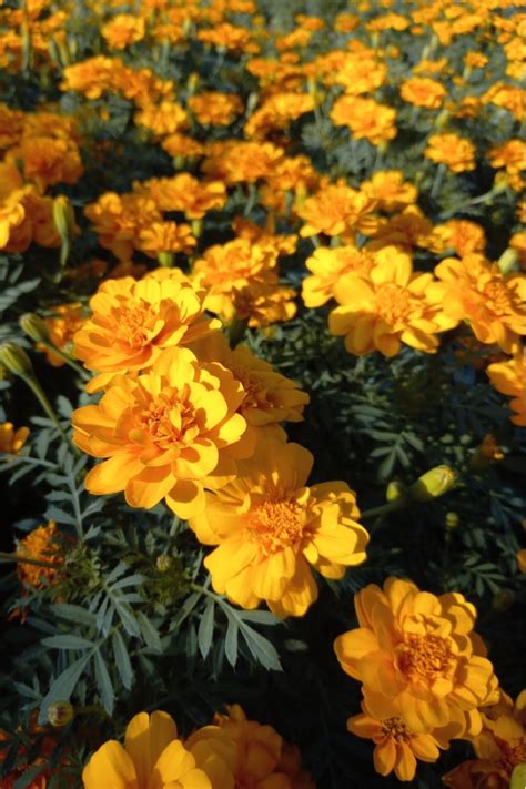 How To Save Marigold Seeds With Ease And Grow For Free