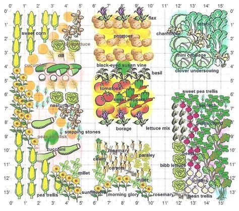 Compagnonnage Potager La Technique Du Compagnonnage De Multiples