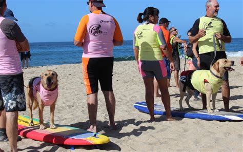 We went to a dog surf competition to learn from the pro's%%page%% %%sep ...