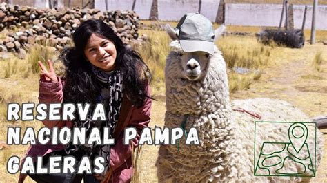 Reserva Nacional Pampa Galeras Ayacucho Youtube