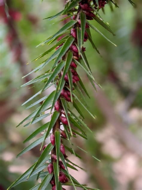 Melichrus Erubescens From Warrumbungle Nsw Australia On July