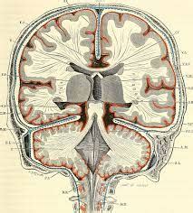 Fonctionnement du cerveau le mécanisme Nima REJA