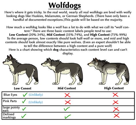 Wolves Wolf Dog Animal Drawings Drawings