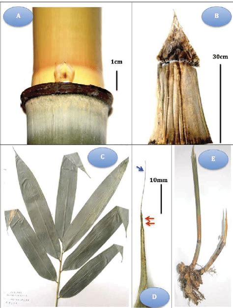 A Branch Bud With Cuspidate Apex B Culm Sheath With Blade C A