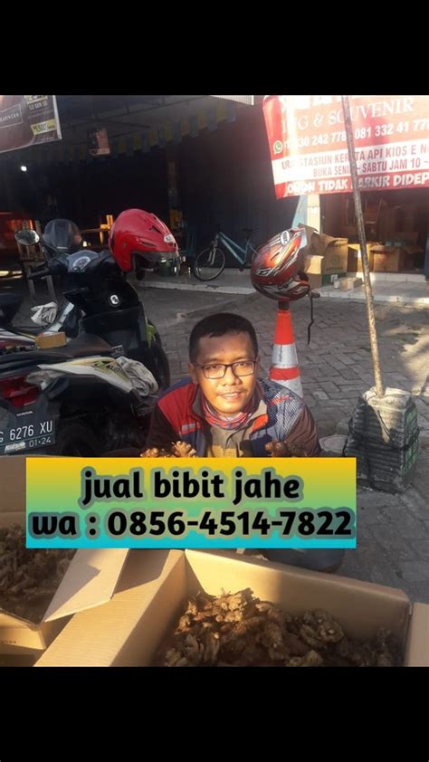 Jual Bibit Jahe Bantul Wa Afif Jaya Farm Flickr