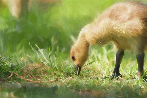 Digital Oil Painting Of A Baby Branta Canadensis Canada Goose Gosling