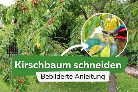 Kirschbaum schneiden bebilderte Anleitung für den Kirschbaumschnitt