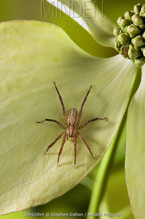 Ghost Spider Stock Photo Minden Pictures