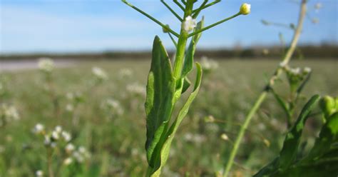 Shepherd's Purse, Capsella bursa-pastoris - Top Quality Herbs & Tinctures