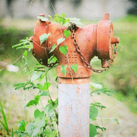 Old Fire Hydrant And Ivy Plant Fire Hydrant Ivy Plants Hydrant