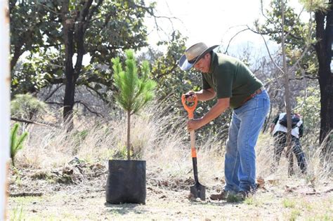 Contin A Tlajomulco Con Campa A Hist Rica De Reforestaci N