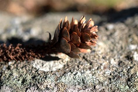 Cono De Pino Invierno Maleza Foto Gratis En Pixabay Pixabay