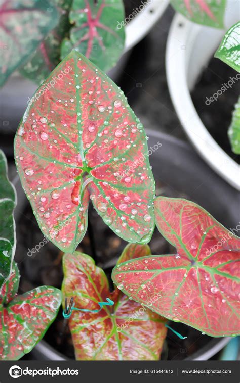 Caladium Caladium Bicolor Vent Caladium Bicolor Pink Caladium Caladium