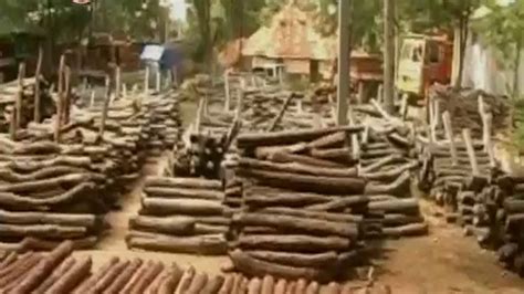 Highest Red Sandalwood Smuggling In Ap Youtube