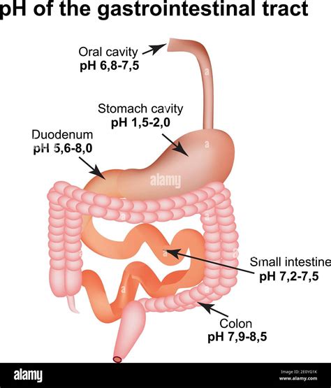 Digestive System Esophagus And Stomach