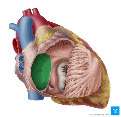 Septo Interatrial Anatomía Estructura Y Función Kenhub