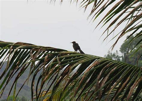 New Caledonian Friarbird from Poindimié Nouvelle Calédonie on November