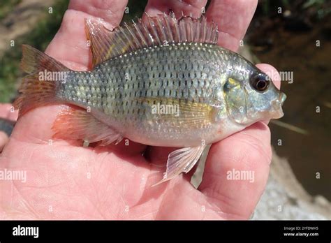 Redbreast Tilapia Coptodon Rendalli Stock Photo Alamy