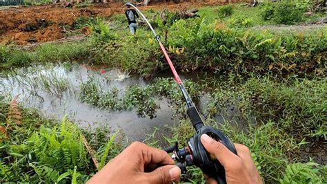 Mancing Casting Ikan Gabus Di Awal Tahun Pemancing Sungai