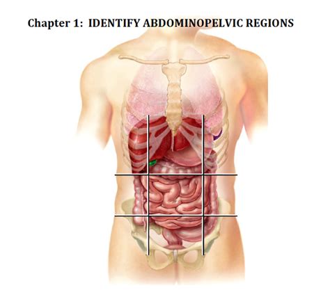 Abdominopelvic Regions Diagram Quizlet