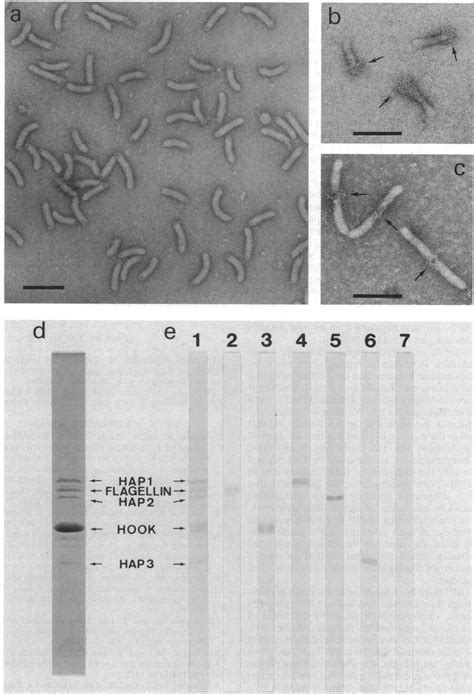 Electron Micrographs And Sds Polyacrylamide Gel Electrophoresis Pattern