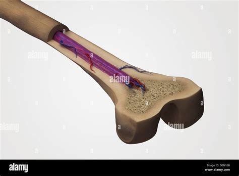 Cross Section Femur Anatomy