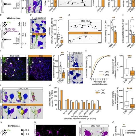 Activity Dependent Competition Shapes Intraspinal Remodeling After