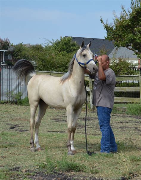 Pin On Legacy Buckin Thyme Reg Arabian Available For Purchase