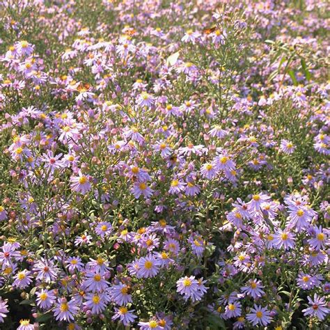 Aster cordifolius Blue Wood Aster from Babikow Wholesale Nursery