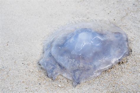 Closeup Sea Moon Jellyfish Translucent Blue Light Color On Beach