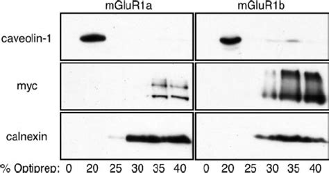 Differential Targeting Of Mglur A Myc And Mglur B Myc In Polarized