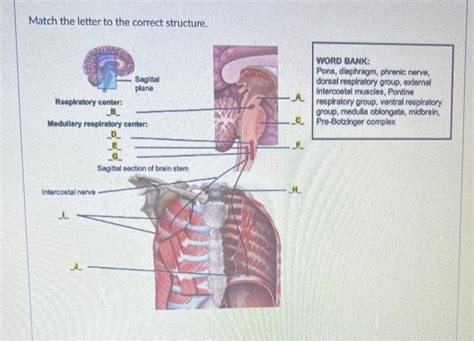 Solved Match the letter to the correct structure. WORD BANK: | Chegg.com