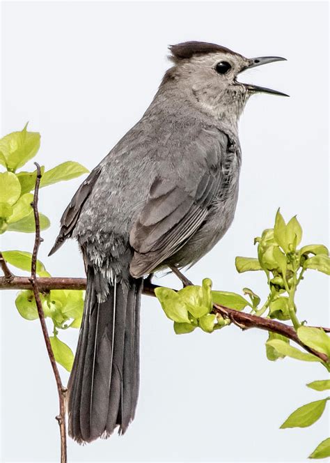 Mockingbird Singing Photograph by Matthew Allen - Fine Art America