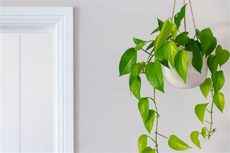 13 Best Indoor And Outdoor Hanging Plants For Your Home