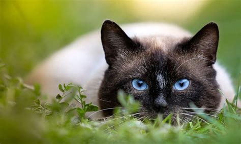 Quais são as plantas venenosas para gatos