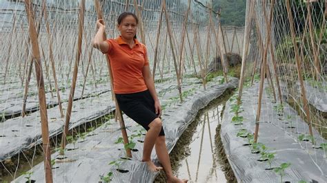 Making Nets Techniques For Growing Fruitful Melons Farm Life YouTube