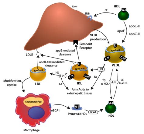 Etx Lipids Ch4 Fig6 Endotext