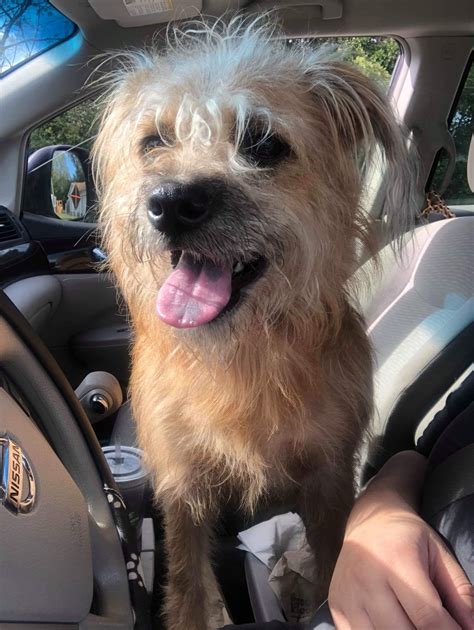 26 shih tzu mixes adorable shih tzu mixed breeds – Artofit