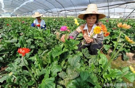 新農村大變化！新型產業：未來五年農民朋友幹這幾行收益翻倍！ 每日頭條