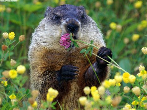 Holidays Groundhog Bruce Littlefields Life 101