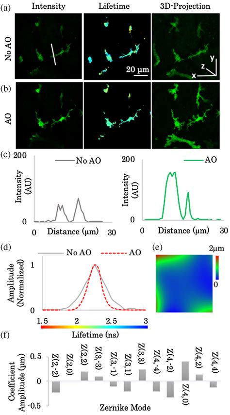 AO Applied To FRET FLIM In Vivo Intravital Imaging Of Tissue Resident